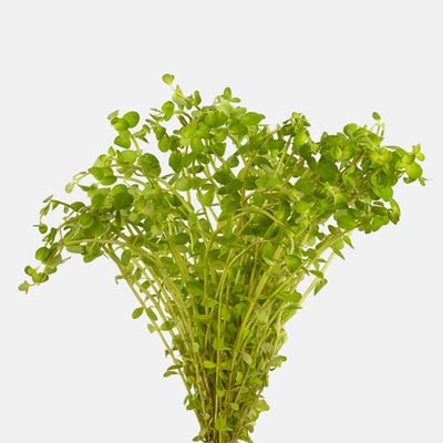 reddish green rotala indica plant