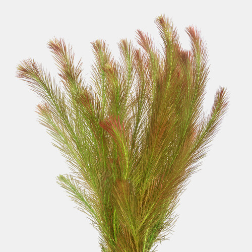 Rotala Wallichii