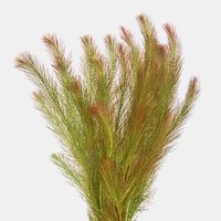 Feathered midground aquarium plant