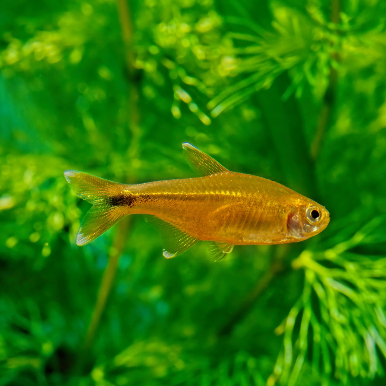 Silver-tipped Tetra