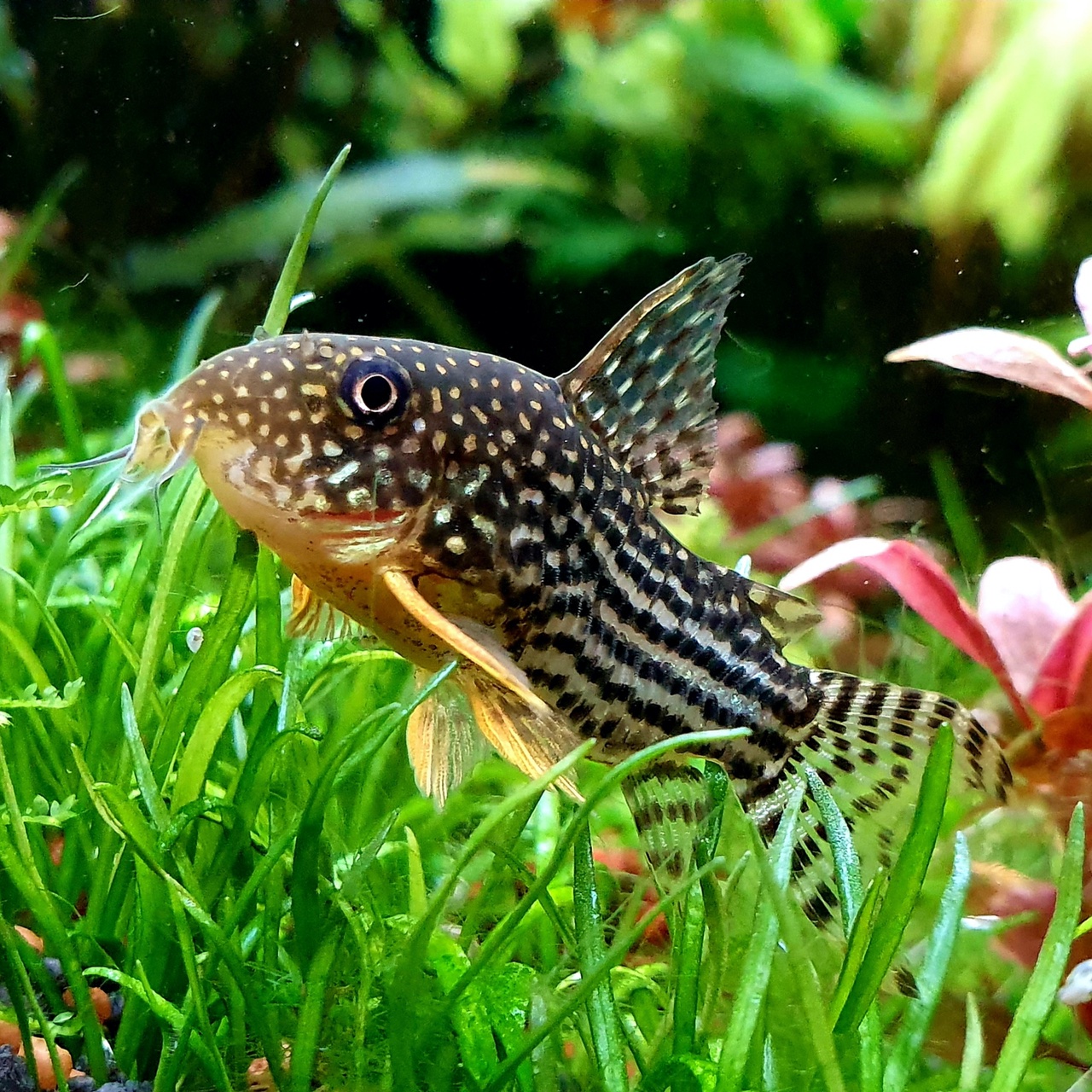 How to Keep Corydoras Catfish in a Planted Aquarium. Modern Aquarium