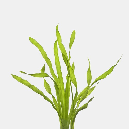 corkscrew vallisneria is an easy freshwater plant for aquariums