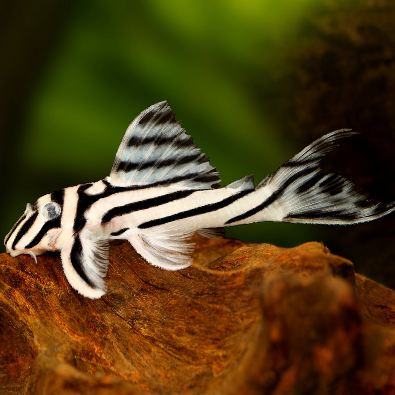 10 Best Looking and Interesting Pleco Catfish for Your Aquarium. - Modern  Aquarium